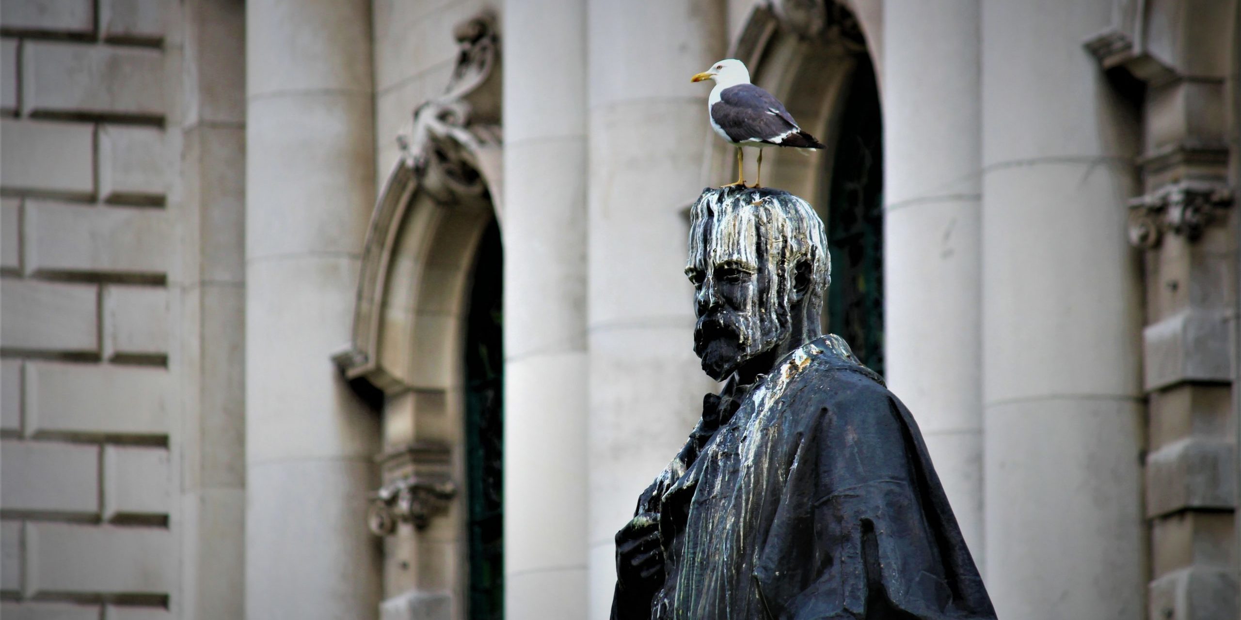 Bird Pooping On A Statue Outside City Hall In Belfast Bird Pooping On A Statue Outside City Hall In Belfast