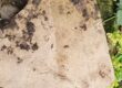 Treated sandstone
