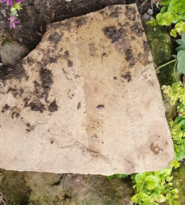 Sandstone 17 yrs in garden Treated sandstone