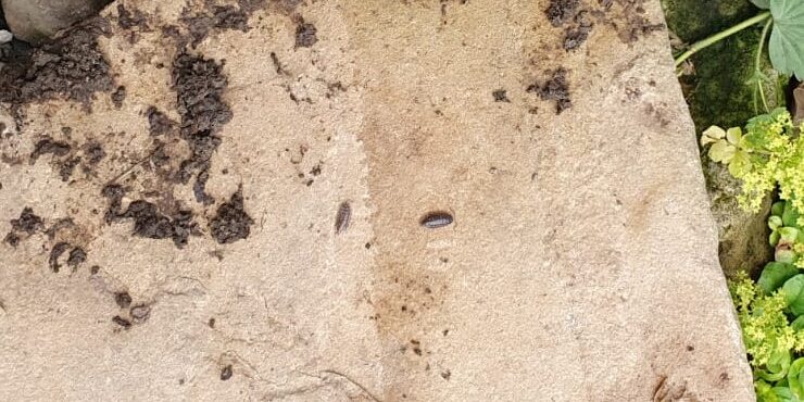 Sandstone 17 yrs in garden Treated sandstone